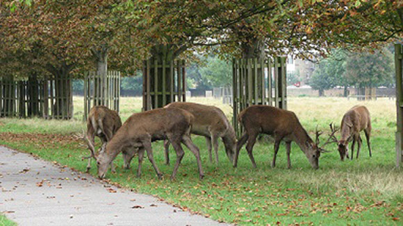 Deer in a deer park